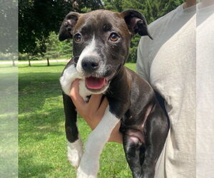 American Pit Bull Terrier-Labrador Retriever Mix Dogs for adoption in GILBERTS, IL, USA