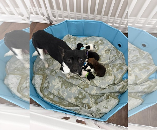 Medium Photo #2 Chihuahua-Unknown Mix Puppy For Sale in Spring Lake, NC, USA