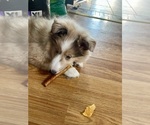 Small #3 Shetland Sheepdog