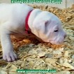 Small Photo #236 Dogo Argentino Puppy For Sale in PINEVILLE, MO, USA