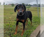 Small #1 Doberman Pinscher