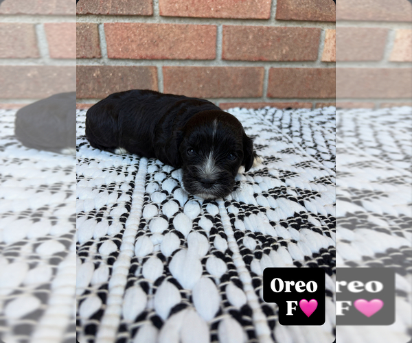 Medium Photo #9 Cavapoo Puppy For Sale in NEW LEXINGTON, OH, USA
