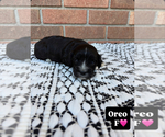 Small #8 Cavapoo