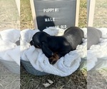 Small Photo #5 Dachshund Puppy For Sale in CONCORDIA, MO, USA
