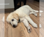 Small #2 Great Pyrenees Mix