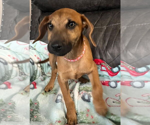 Medium Photo #1 Labrador Retriever-Unknown Mix Puppy For Sale in Oakhurst, NJ, USA