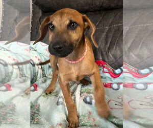 Labrador Retriever-Unknown Mix Dogs for adoption in Oakhurst, NJ, USA