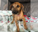 Small Labrador Retriever Mix
