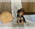 Sharla - Female Yorkshire Terrier Puppy for Sale - Photo #5
