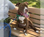 Small #8 American Pit Bull Terrier-American Staffordshire Terrier Mix
