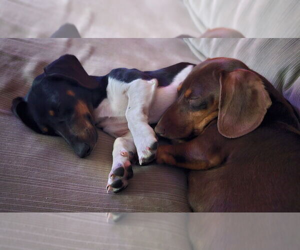 Medium Photo #1 Dachshund Puppy For Sale in REPUBLIC, MO, USA