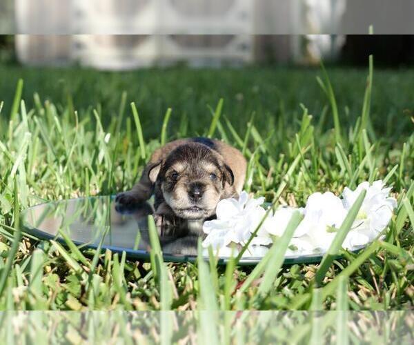 Medium Photo #3 Schnauzer (Miniature) Puppy For Sale in LEHIGH ACRES, FL, USA