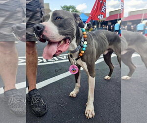 Renji - Male American Bulldog-Unknown Mix Dog for Adoption - Photo #8
