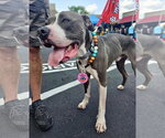 Small #7 American Bulldog Mix