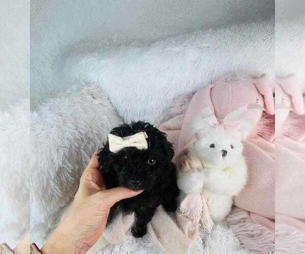 Medium Photo #3 Poodle (Toy) Puppy For Sale in THONOTOSASSA, FL, USA
