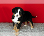 Small Photo #55 Bernese Mountain Dog Puppy For Sale in MILLERSBURG, IN, USA
