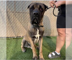 Mutt Dogs for adoption in Goodyear, AZ, USA