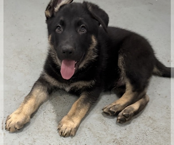 Medium Photo #2 German Shepherd Dog Puppy For Sale in BRIGHTON, CO, USA