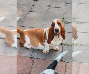 Mother of the Basset Hound puppies born on 06/30/2025