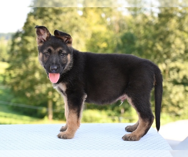 Medium Photo #4 German Shepherd Dog Puppy For Sale in MILLERSBURG, OH, USA