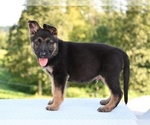 Small #3 German Shepherd Dog