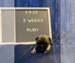 Small Photo #2 Faux Frenchbo Bulldog Puppy For Sale in TIFFIN, IA, USA