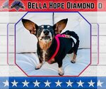 Small #8 Dachshund Mix