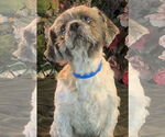 Small Shih Tzu