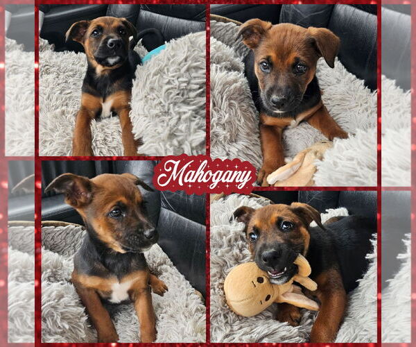 Medium Photo #1 German Shepherd Dog-Unknown Mix Puppy For Sale in Blacksburg, SC, USA