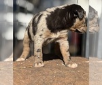 Small Photo #15 Catahoula Leopard Dog Puppy For Sale in BUSHNELL, IL, USA