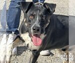 Small #1 Mutt