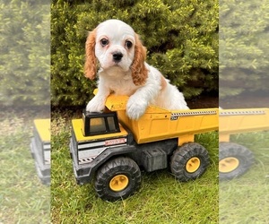 Cavalier King Charles Spaniel Puppy for sale in MIDDLEBURY, IN, USA