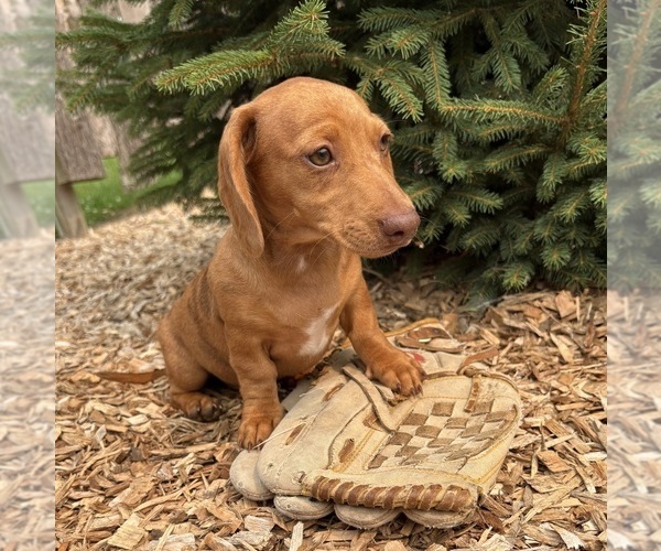 Medium Photo #4 Dachshund Puppy For Sale in MIDDLEBURY, IN, USA