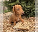 Small #3 Dachshund