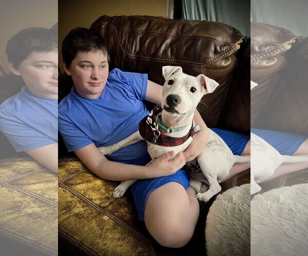 Medium Photo #9 Mutt Puppy For Sale in Holly Springs, NC, USA