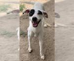 Small #2 American Pit Bull Terrier Mix