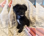 Small Photo #4 YorkiePoo Puppy For Sale in LAWRENCE, MI, USA