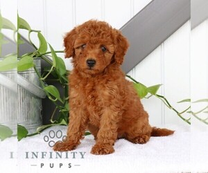 Goldendoodle (Miniature) Puppy for sale in BIRD IN HAND, PA, USA