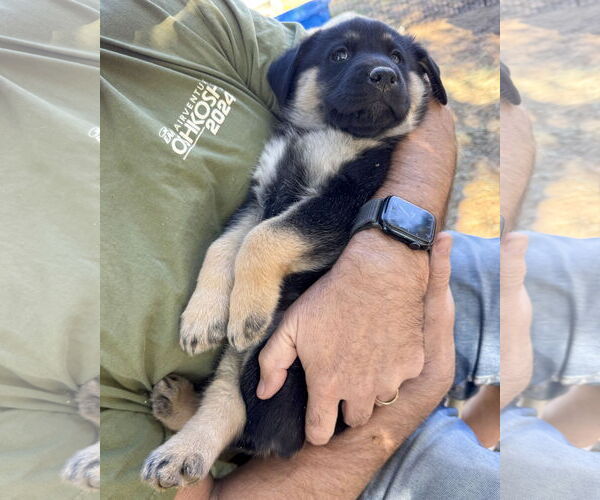 Medium Photo #8 Pyrenees Husky Puppy For Sale in Corona, CA, USA