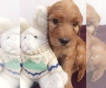Small Photo #5 Golden Mountain Doodle  Puppy For Sale in KALISPELL, MT, USA