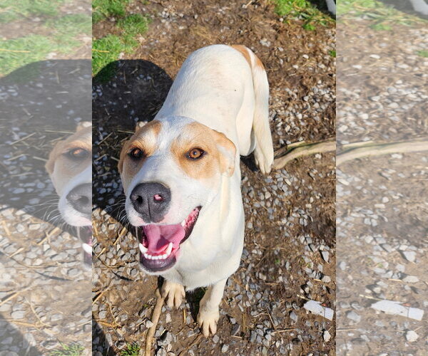 Medium Photo #1 Coonhound-Great Pyrenees Mix Puppy For Sale in Tracy City, TN, USA