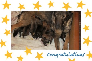 Mother of the Belgian Malinois puppies born on 03/17/2016