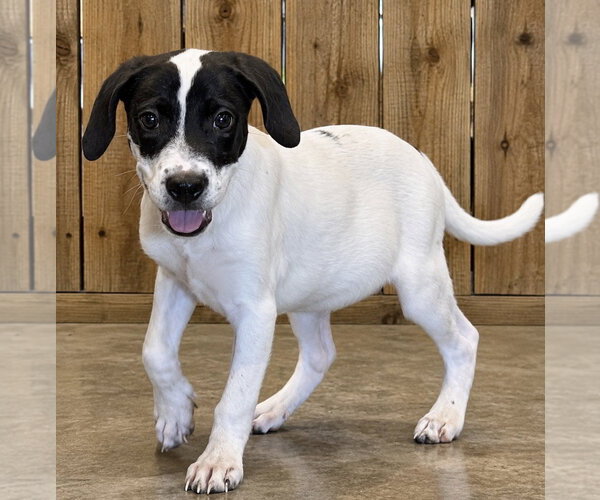 Medium Photo #1 Pointer Puppy For Sale in Southbury, CT, USA