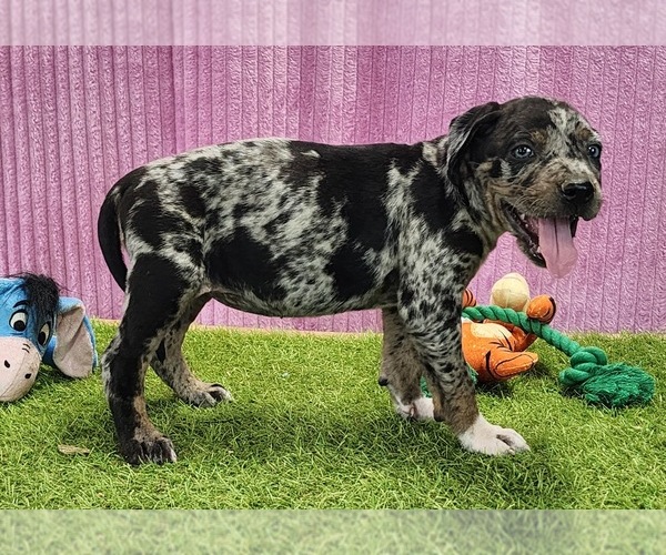 Medium Photo #12 Catahoula Leopard Dog Puppy For Sale in CUMBY, TX, USA