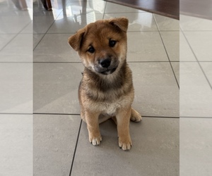Shiba Inu Puppy for sale in TEMECULA, CA, USA
