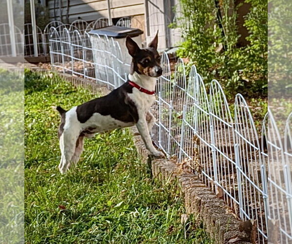 Medium Photo #4 Rat Terrier Puppy For Sale in Atlanta, GA, USA