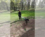 Small #1 Labrador Retriever Mix