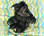 Small #26 Labrador Retriever