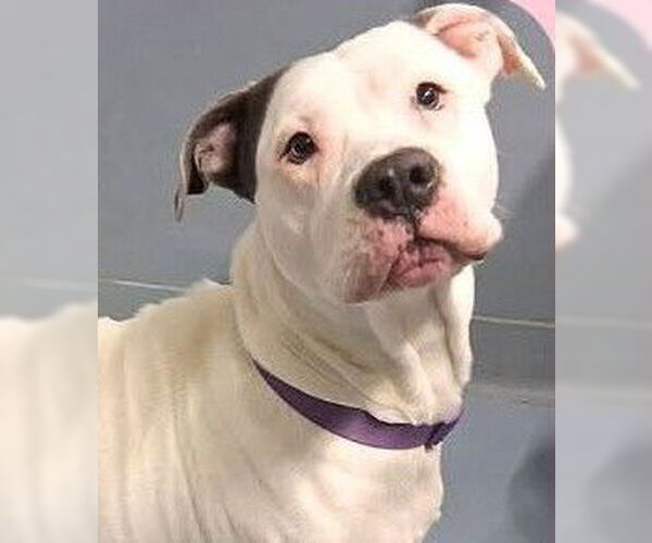 Medium Photo #1 Mutt Puppy For Sale in Hillsboro, NH, USA