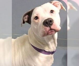 Mutt Dogs for adoption in Hillsboro, NH, USA